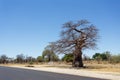 Majestic baobab tree Royalty Free Stock Photo