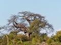 Majestic baobab tree stands in the foreground of the Zambezi National Park in Zimbabwe Royalty Free Stock Photo