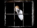 Majestic barn owl perched in a dark rusty window Royalty Free Stock Photo