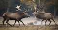 The Majestic Battle of Red Deer in a Wildlife Park During Rutting Season