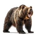 Majestic Bear Roaring Isolated on White. Generative ai