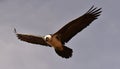 a bearded vulture in spain