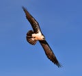 a bearded vulture in spain