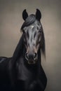 Majestic beautiful black Friesian, neutral background Royalty Free Stock Photo