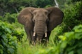 Majestic Beautiful elephant wildlife. Generate Ai Royalty Free Stock Photo