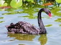 A stunning black Mute Swan swimming gracefully in a Florida lake. Royalty Free Stock Photo