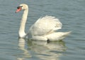 A pretty white Mute Swans swimming majestically in a small Florida. Royalty Free Stock Photo