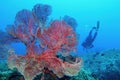 Majestic beautiful sea fan gorgonia coral and scuba diver on the background Royalty Free Stock Photo