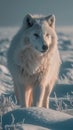 Majestic Beauty: A White Wolf\'s Stunning Presence in the Snow