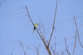 A majestic bee eater sits alone on a dried tree in summer hot day. This little bird has a long tail supporting beak as well