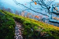 Majestic beech branches with orange leaves at autumn mountains