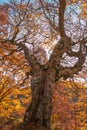 Majestic beech tree in autumn with rays of sun