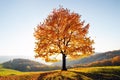 Majestic beech tree with sunny beams at autumn mountains