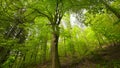 Majestic beech tree in the woods, fresh green of spring