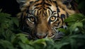 Majestic Bengal tiger hiding in tropical rainforest, staring fiercely generated by AI Royalty Free Stock Photo