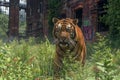 Majestic Bengal Tiger Roaming in Abandoned Urban Landscape Wildlife Adaptation and City Overgrowth Concepts