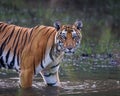 Majestic Bengal tiger walking through a shallow body of water with its gaze directly at the camera Royalty Free Stock Photo