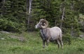 Majestic Big Horn Ram Royalty Free Stock Photo