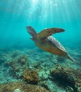 Majestic big sea turtle swimming under the surface through crystal clear sea. Royalty Free Stock Photo