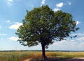 Majestic big tree in front of fields, hills and a blue sky Royalty Free Stock Photo