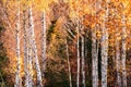 Majestic birch forest with yellow and orange folliage Royalty Free Stock Photo
