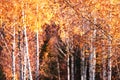 Majestic birch forest with yellow and orange folliage Royalty Free Stock Photo