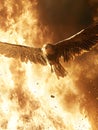 Majestic bird in fire Royalty Free Stock Photo