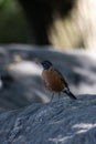 a bird standing on a rock near a river stream and trees