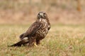 Majestic bird of prey common buzzard