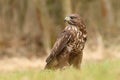 Majestic bird of prey common buzzard