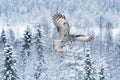 Great grey owl flying over wintery taiga forest in Lapland