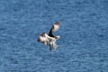 a bird flying over the ocean with fish in its talon