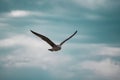 bird soaring through the sky, its wings stretched wide as it glides gracefully with the wind Royalty Free Stock Photo