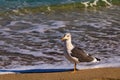 Majestic bird strolling on a Florida beach.