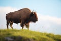 majestic bison bull standing atop a prairie hill