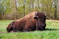 A majestic bison lying down in a grazing field