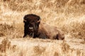 Majestic bison is resting peacefully in a field of tall golden-brown grasses.