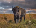 Majestic bison stands in a lush field.