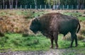 A majestic bison stands in an open-air cage in Belovezhskaya Pushcha in sepia style Royalty Free Stock Photo