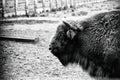 A majestic bison stands in an open-air cage in Belovezhskaya Pushcha in sepia style