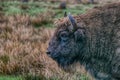 A majestic bison stands in an open-air cage in Belovezhskaya Pushcha in sepia style Royalty Free Stock Photo