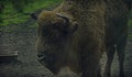 A majestic bison stands in an open-air cage in Belovezhskaya Pushcha in sepia style Royalty Free Stock Photo