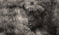 A majestic bison stands in an open-air cage in Belovezhskaya Pushcha in sepia style