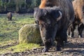 Majestic Bison walking on a grazing field