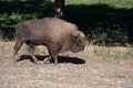 Majestic bison walking in a lush green forest area