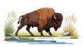 Majestic bison walking near the water illustration on white background Royalty Free Stock Photo