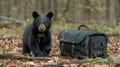 Majestic black bear amble through the verdant wilderness of Great Smoky Mountains National Park Royalty Free Stock Photo