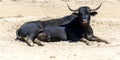 Majestic Black Bull Resting on Sandy Ground Outdoors in Summer Sun Royalty Free Stock Photo