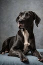 Elegant Great Dane Dog Lying Down Portrait on Grey Backdrop for Pet Lovers Royalty Free Stock Photo
