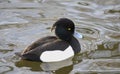 Majestic black duck gliding gracefully through the still water Royalty Free Stock Photo